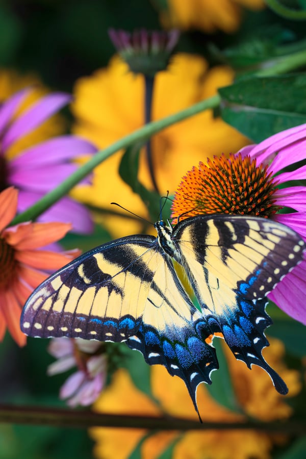 Shiny butterfly на Андроид скачать бесплатно