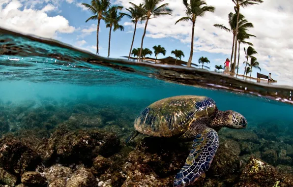 Green sea turtle 