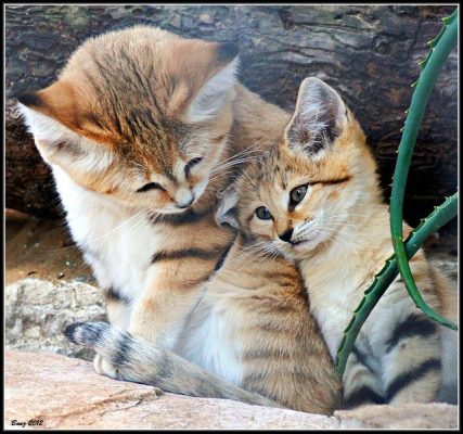 Барханный кот / Sand cat / Felis margarita