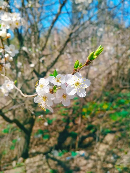 Как прекрасна весна! Природа 