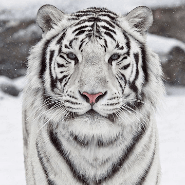 Wild Tiger Android Mobile Wallpaper