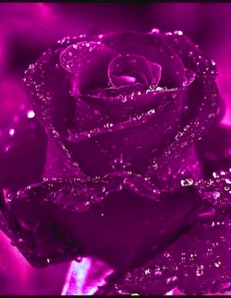 Обои розы, нежные, красивые, pink, beautiful, lovely, roses 