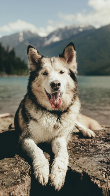 HD husky dog wallpapers 