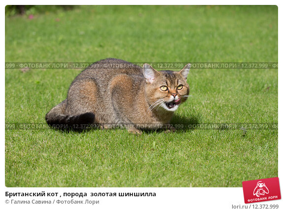 🤩ОЧЕНЬ МНОГО 🙀ЗОЛОТЫХ КОТЯТ😻ЗОЛОТЫЕ 