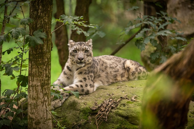 Wild Cats of the Far East / Дикие Кошки 