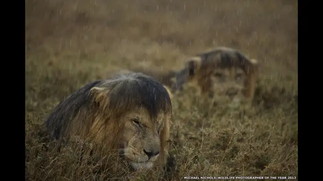 Animals at Play, hujjatli, buyuk 