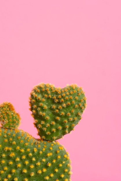 Cactus Wallpaper Images