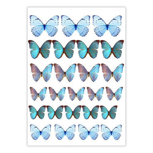 Butterfly Blue, Blue Butterfly, две синие бабочки 