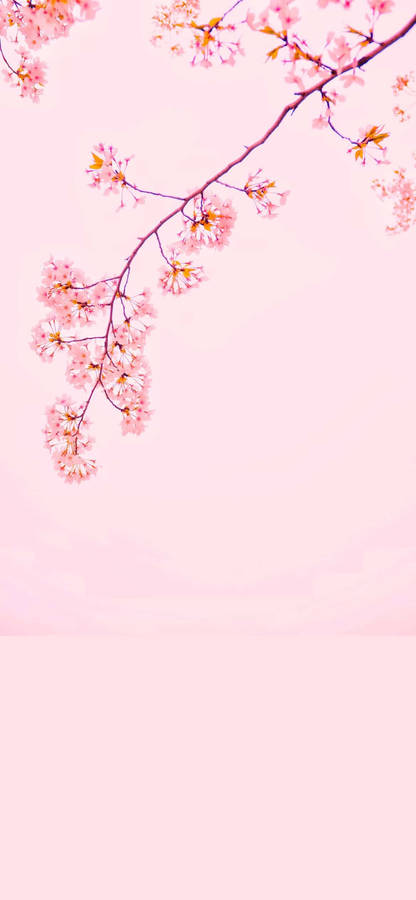 Sakura iphone Wallpaper by 