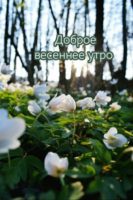 Картинки доброе утро природа весна 69 