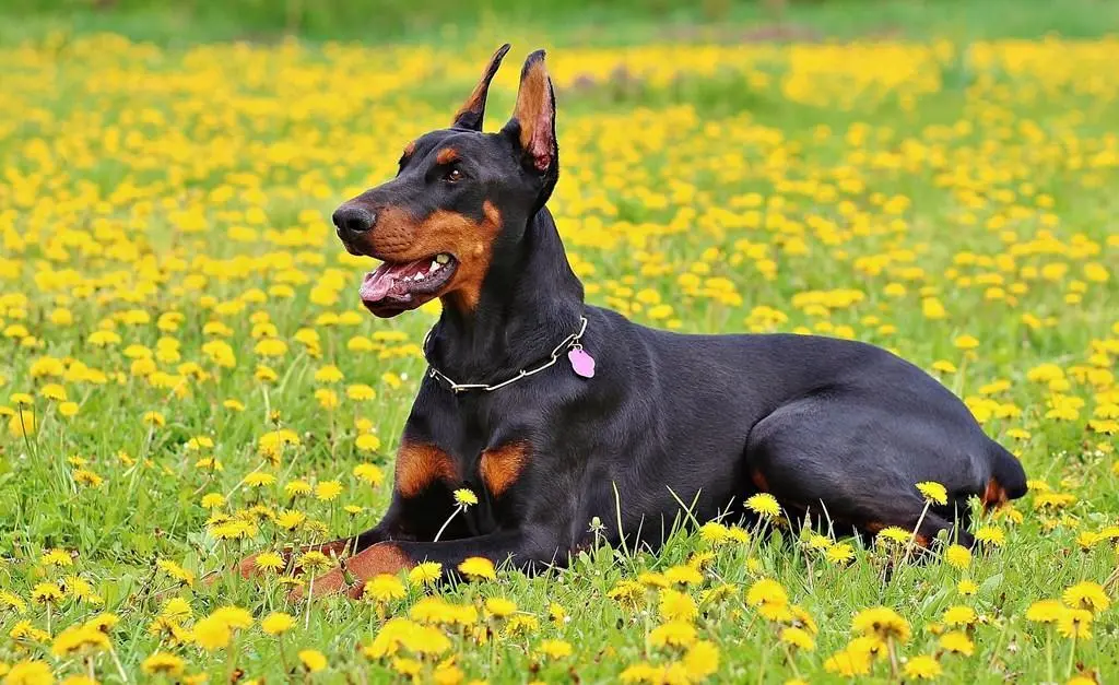 Download Alert Doberman Profile View 