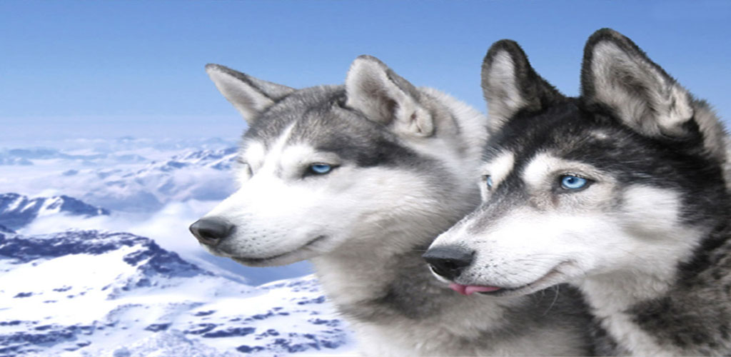 Siberian Husky and Man Background Wallpaper