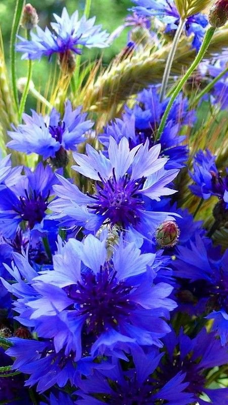 Обои цветы, синие, васильки, bluet, cornflower, centaurea на 