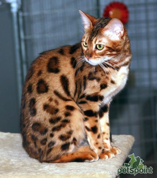 Бенгальская кошка Бенгал / Bengal Cat