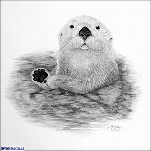 a drawing of an otter, roughly sketched 